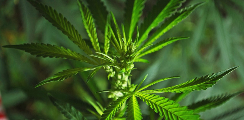 Investire nella Cannabis con un ETF sulla Marijuana