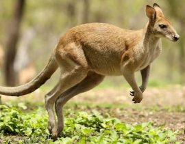 i migliori etf per investire nella borsa australiana
