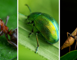 previdenza complementare 3 bug