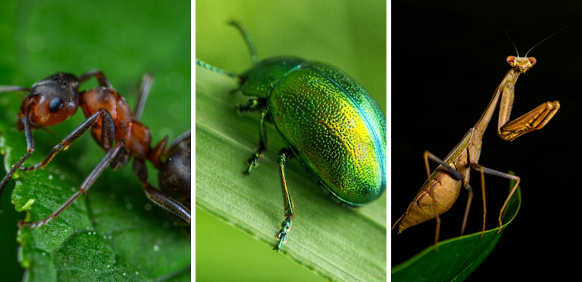 previdenza complementare 3 bug